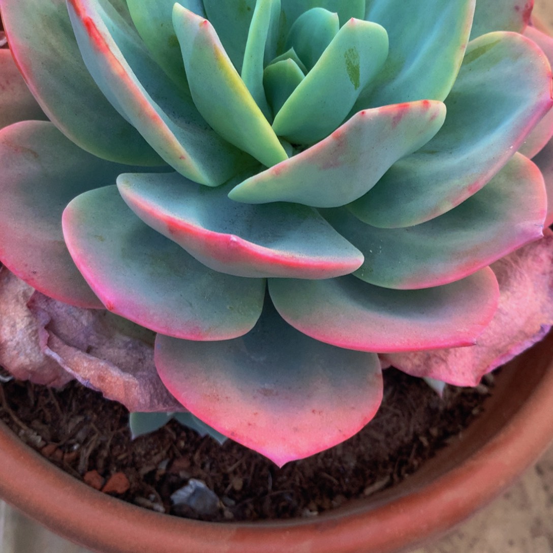 佳**麻雪凤小群多肉植物