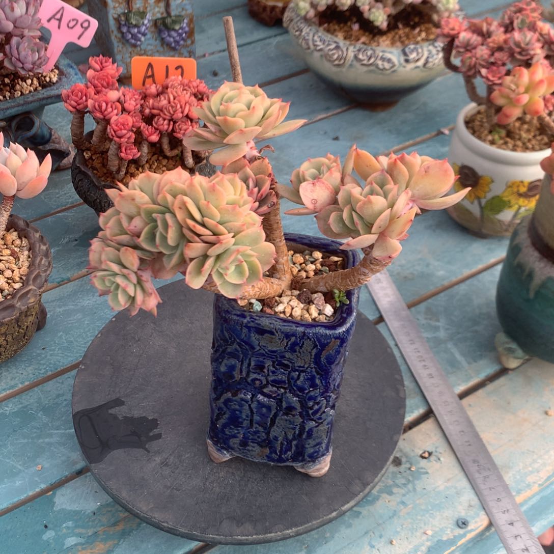 山*白雪朵朵缀多肉植物脱土