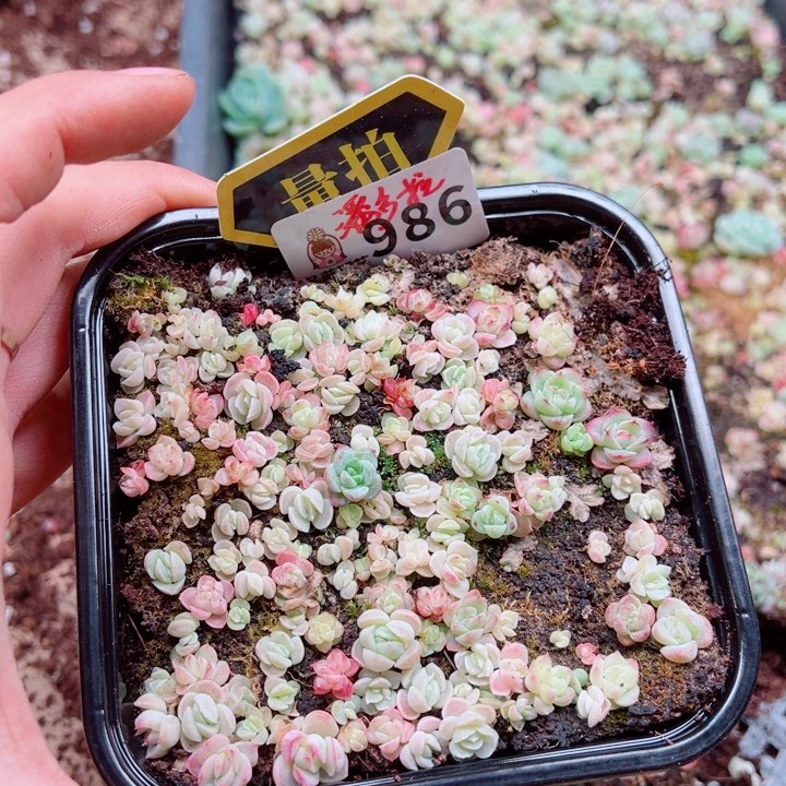 多肉植物多多肉植物