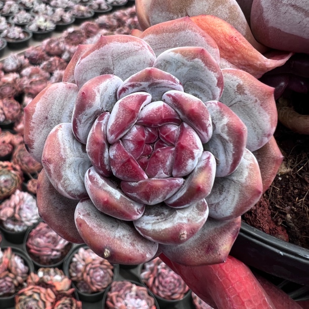 石榴籽星影多肉直播间为准