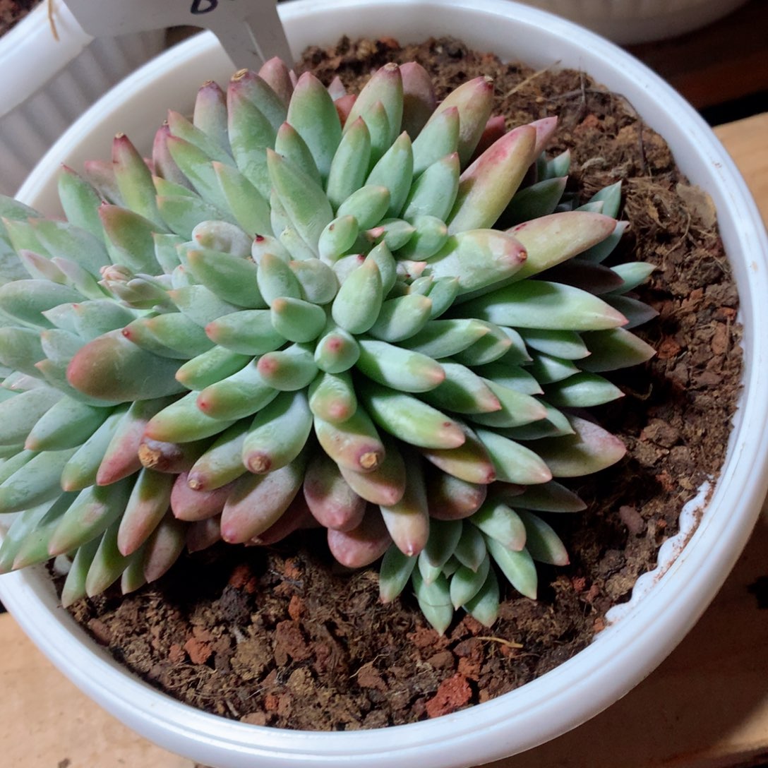 多肉植物所罗门缀多肉