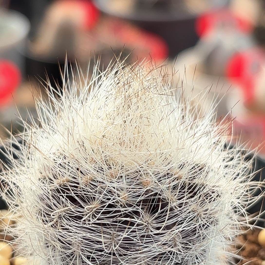 仙人球实生银翁玉