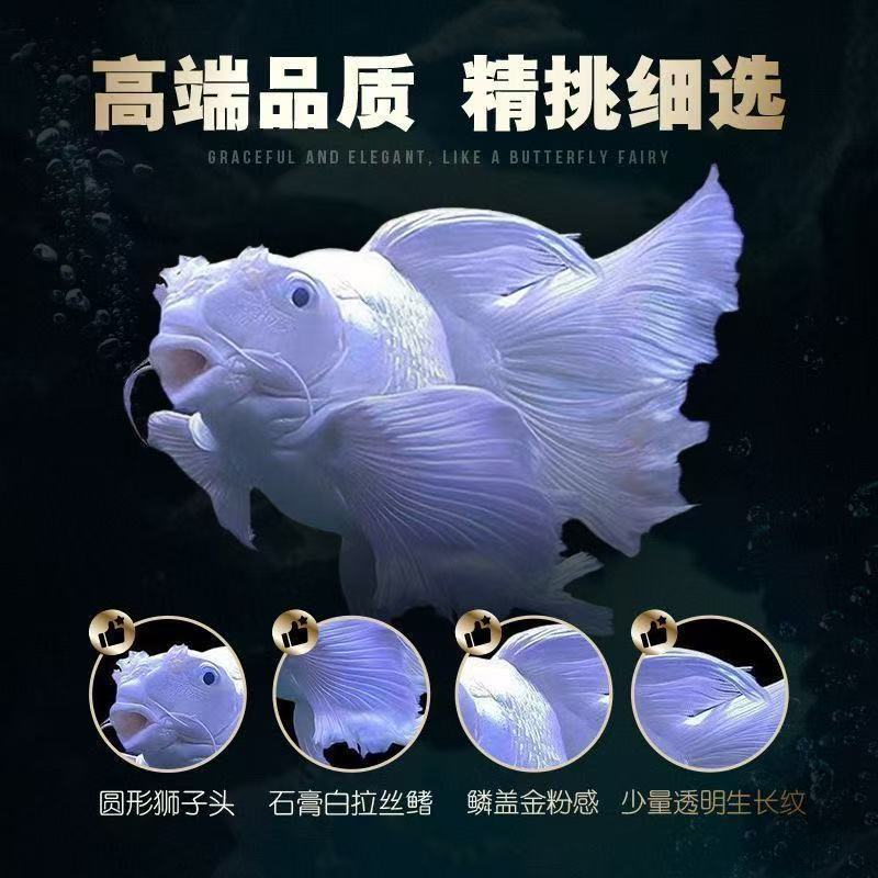 精品白短球体蝴蝶鲤台系鲤石膏白精品观赏鱼饲养活体发货