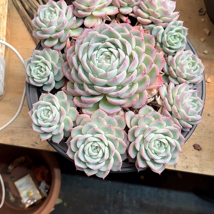 多肉植物，粉水晶