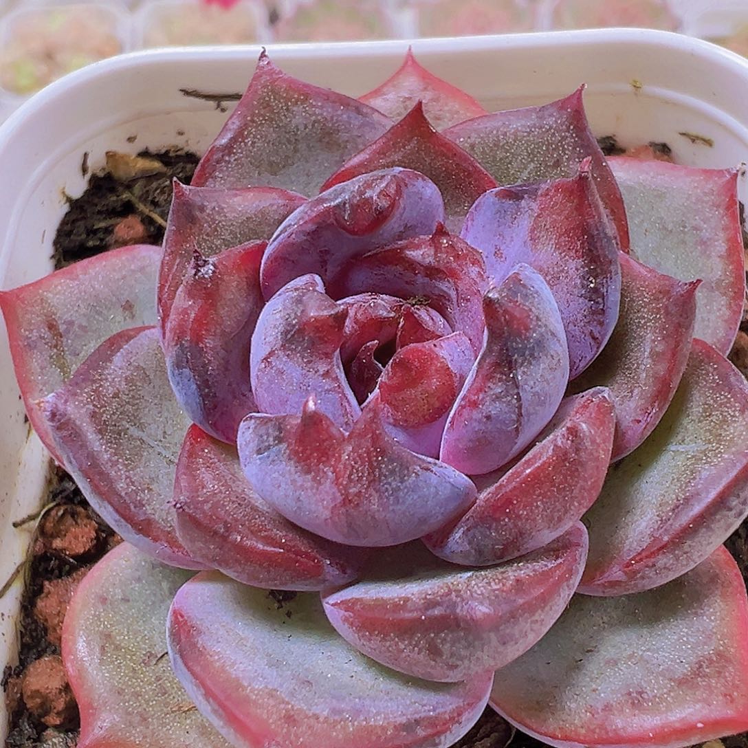 小黑橙19包邮多肉植物