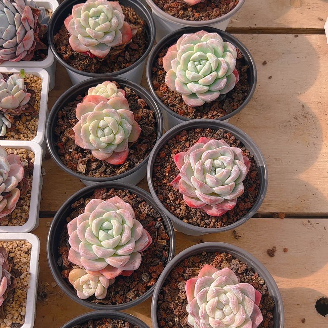 冰玉十颗1237号一物一拍