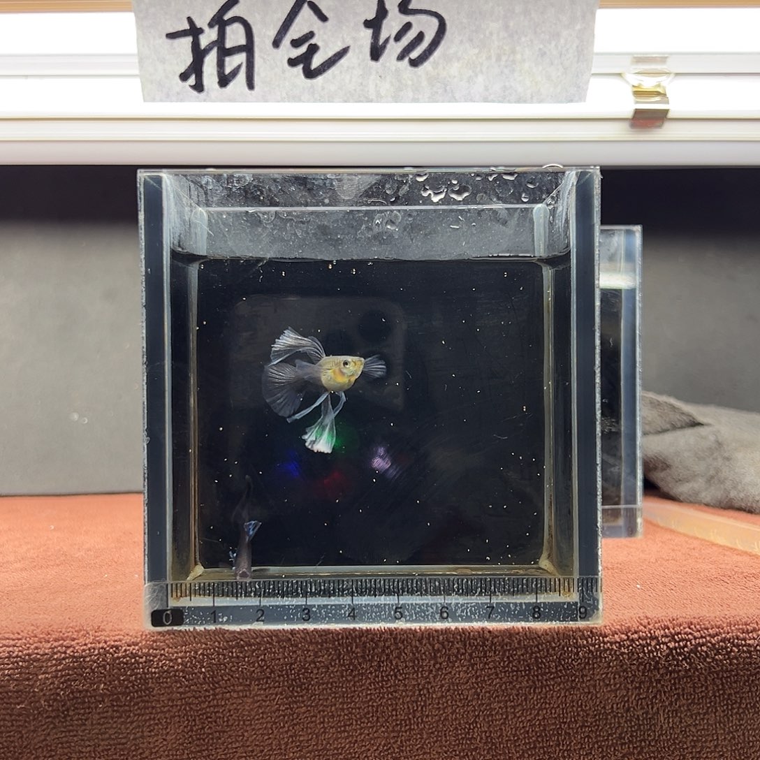 孔雀鱼蓝礼服绣球大c一对