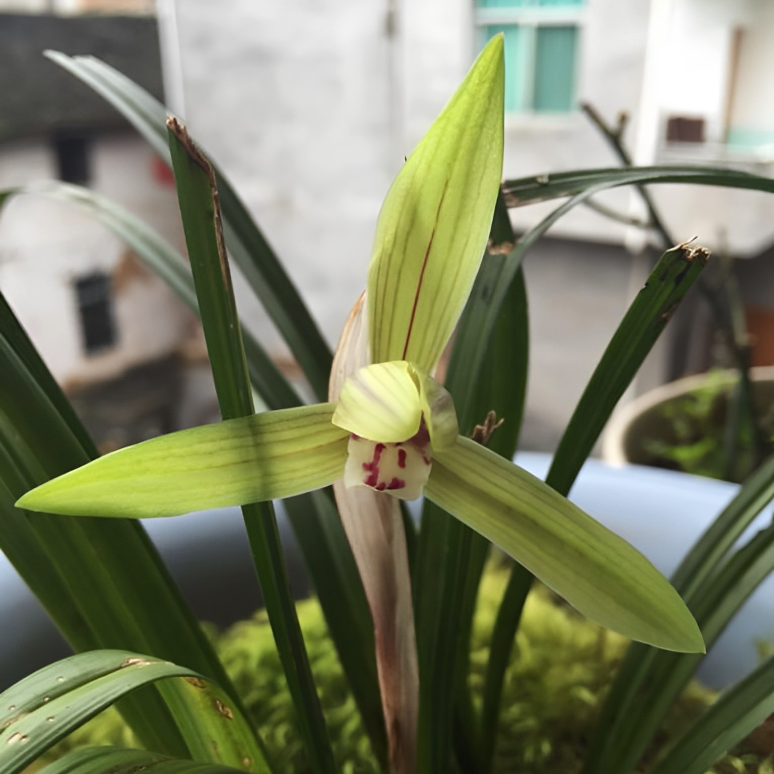 春兰普通商品盆景兰花花盆栽还有各种传统茗品与新品，欢迎选购