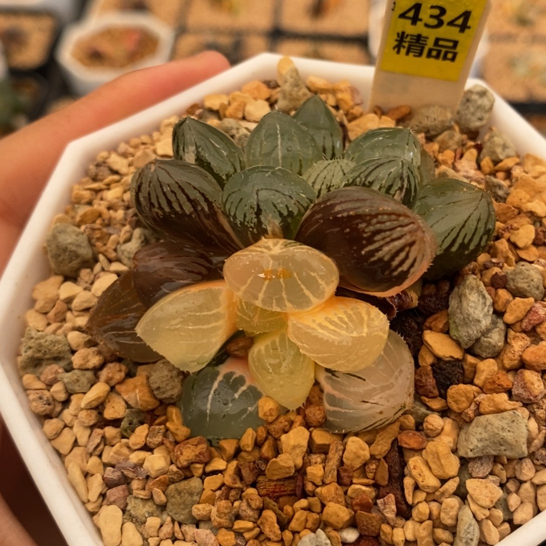 434糯玉露多肉植物