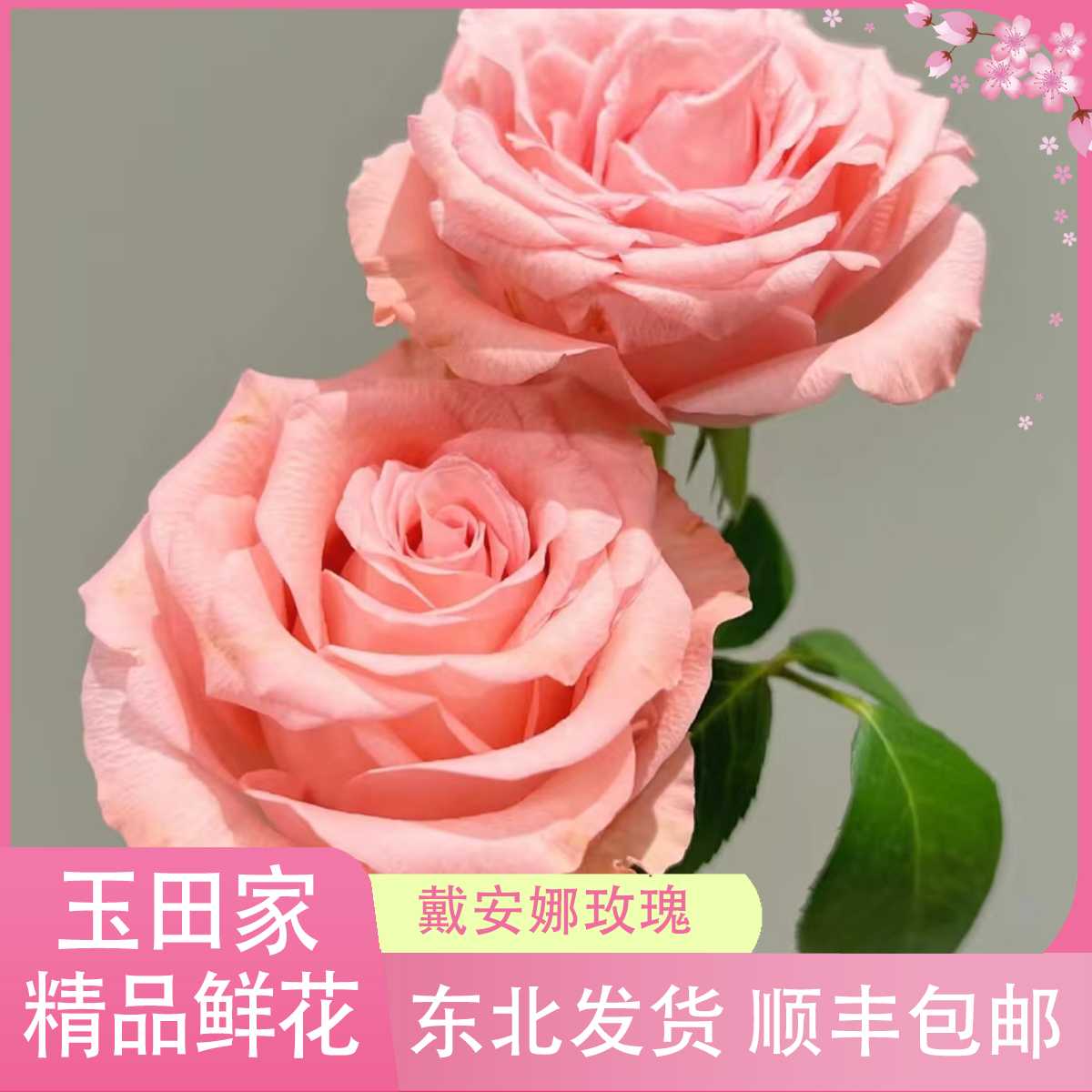 戴安娜玫瑰（居家办公优选）《东北基地发货》
