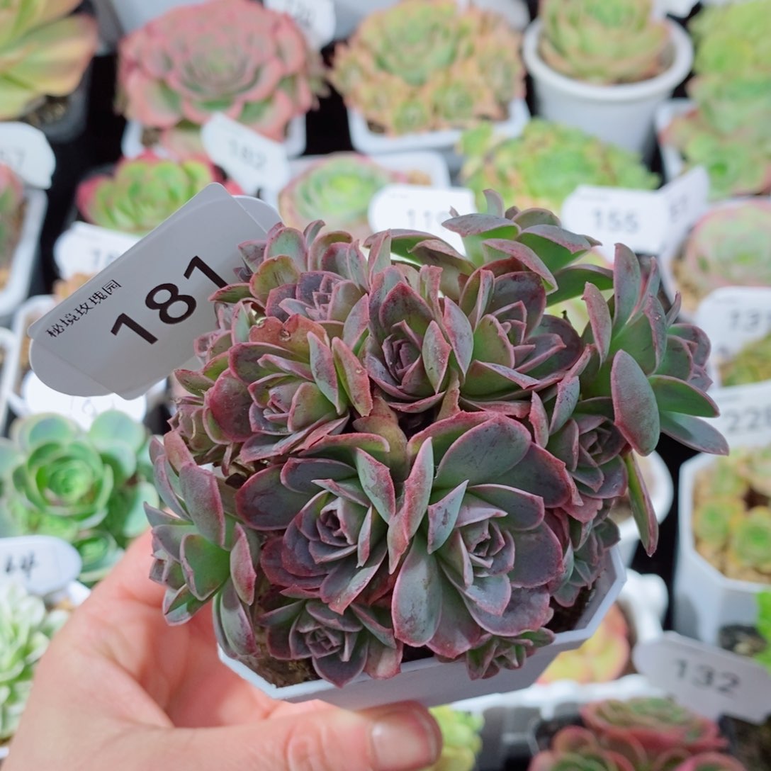 181黄杂花球群。      