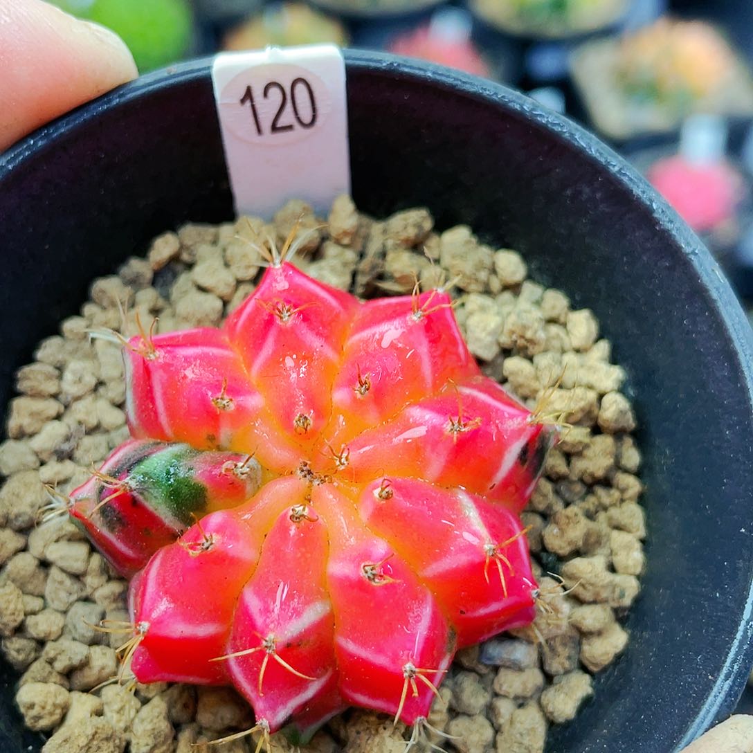 非偏远地区满25裸根发货仙人球