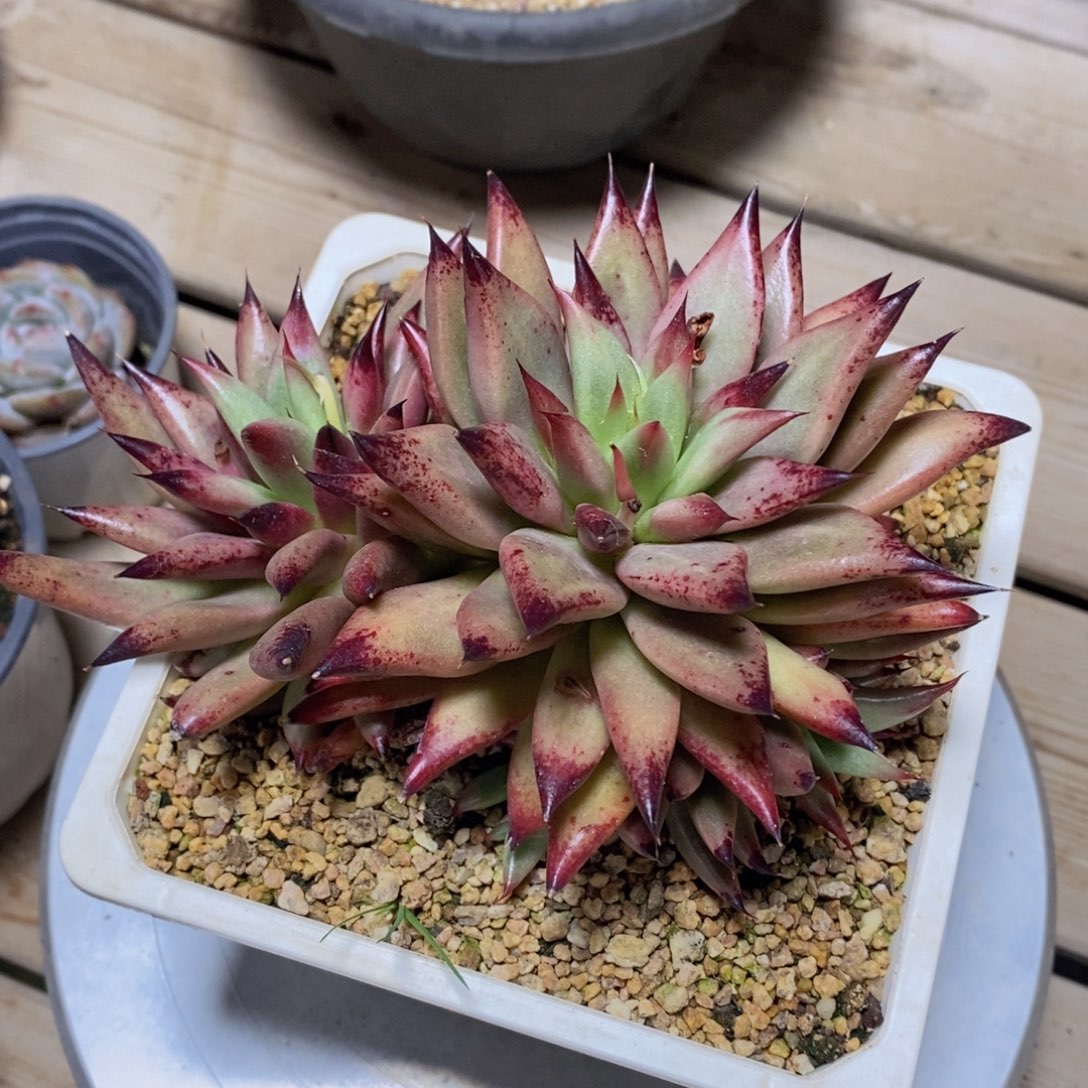 可问主播品种，下滑链接更多品种多肉选择