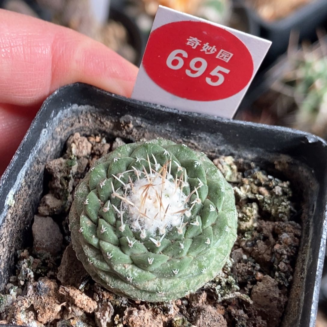 实生母本菊水3cm