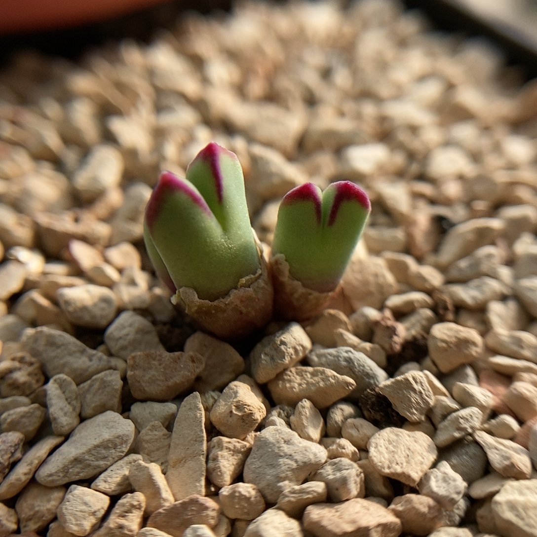 猪蹄一颗三头包邮