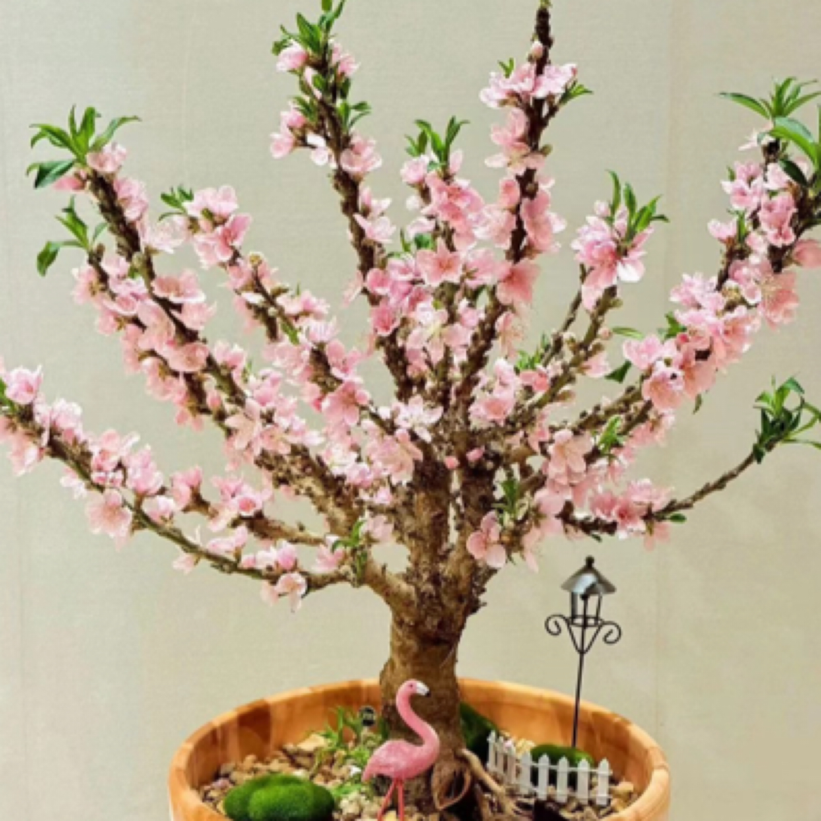 矮化盆栽桃花树苗带花苞四季重瓣室内外阳台庭院南北方种植好养