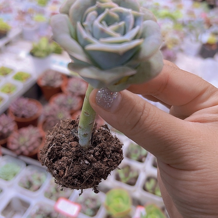 可爱玫瑰19包邮多肉植物