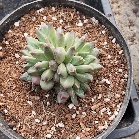 青花瓷48一盆多肉植物88888