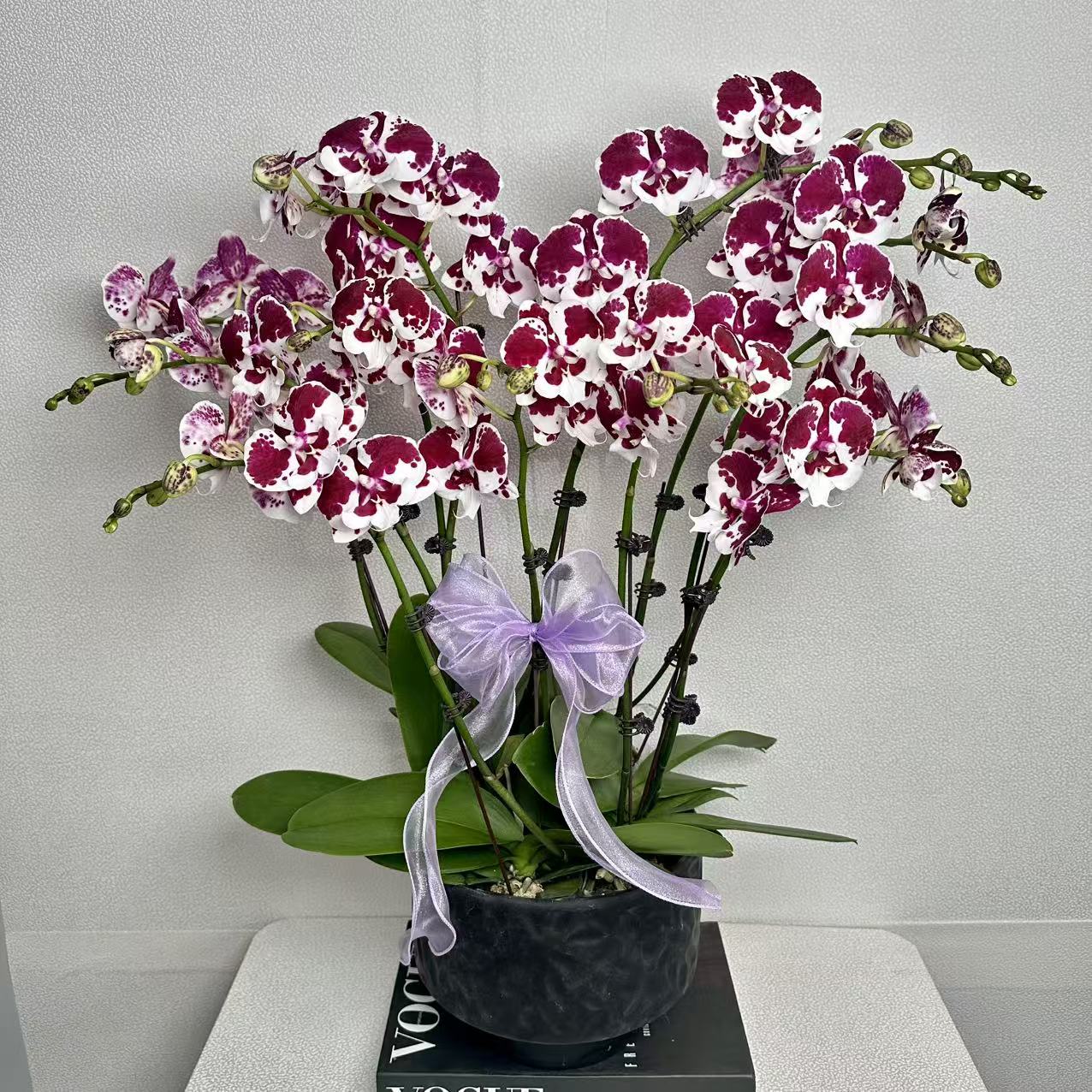 蝴蝶兰《一千零一夜》轻奢高级 耐开好养 室内花花 送礼首选 