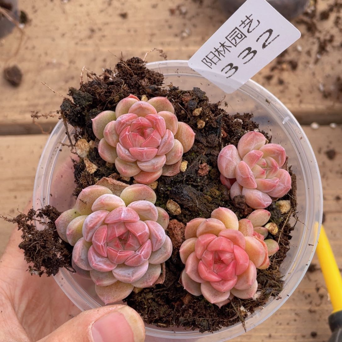 多肉植物多肉植物332