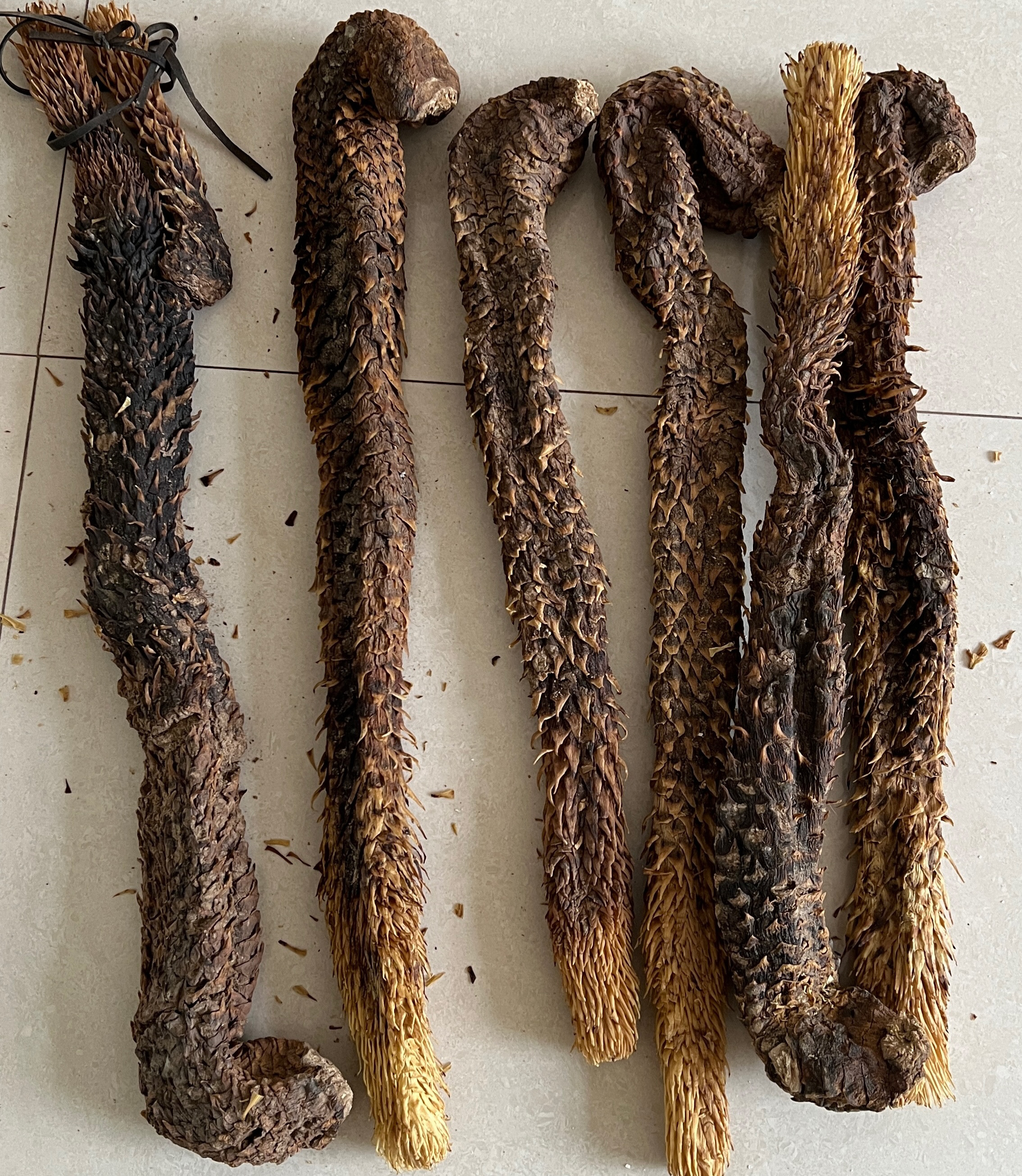 【现场选货】阿拉善正品整条干货软质油性内蒙古直发