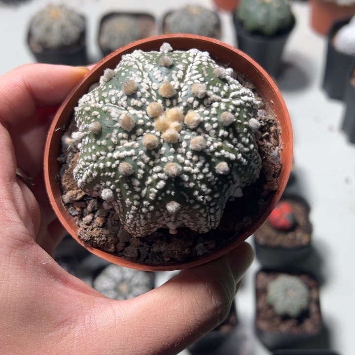 兜球竞拍不退不换