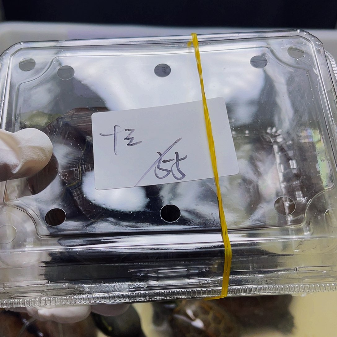 十***.母中华草龟12234556789