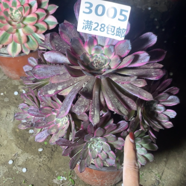 3005一号棚紅金刚A