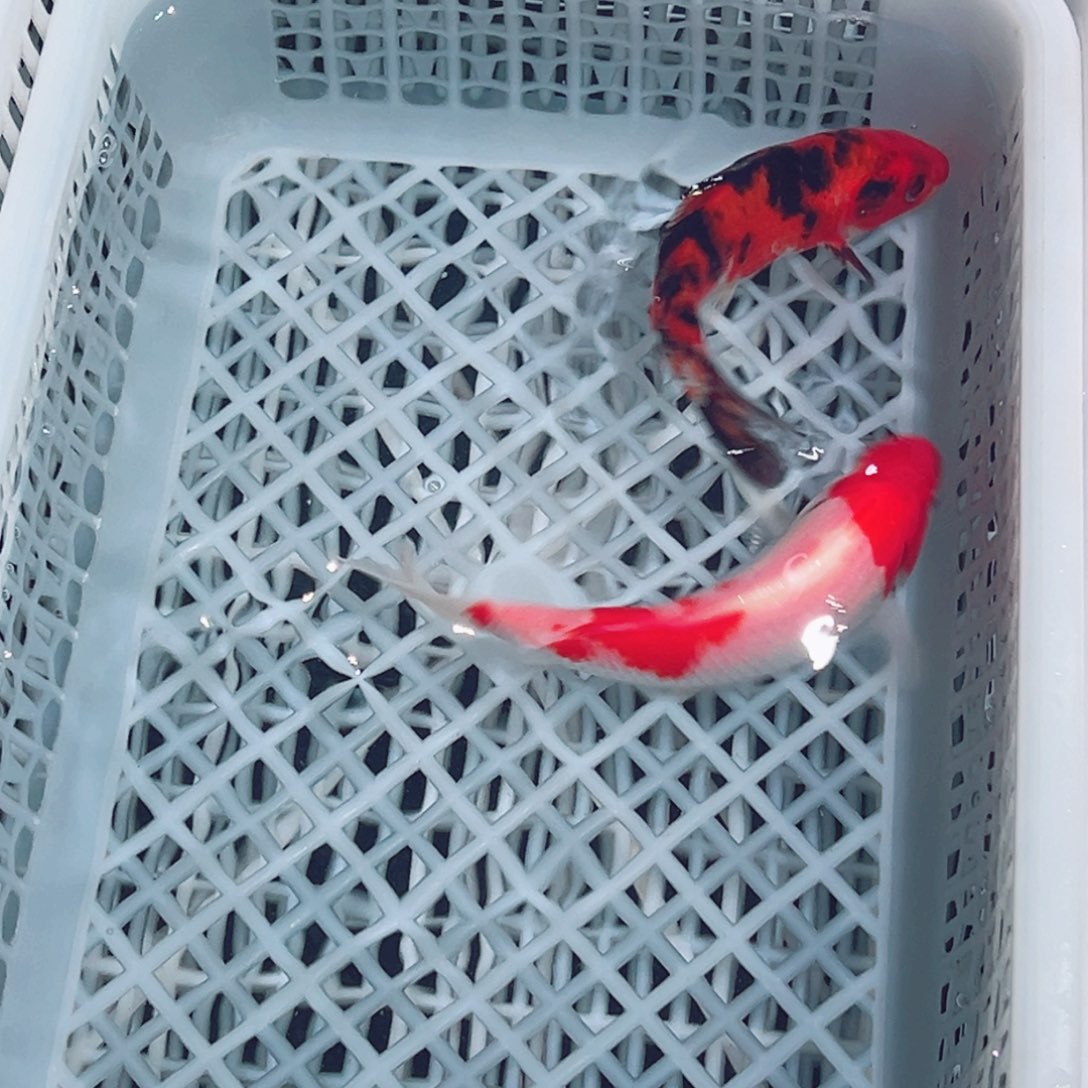 锦鲤锦鲤观赏鱼1111