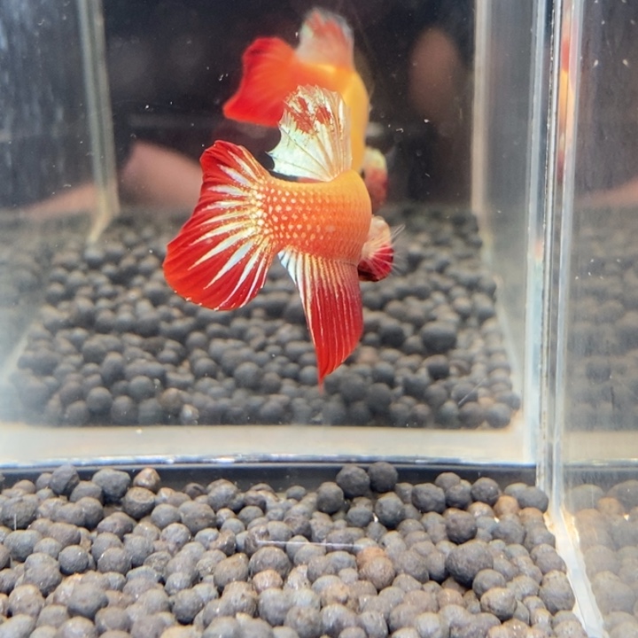 斗鱼泰国斗鱼319号