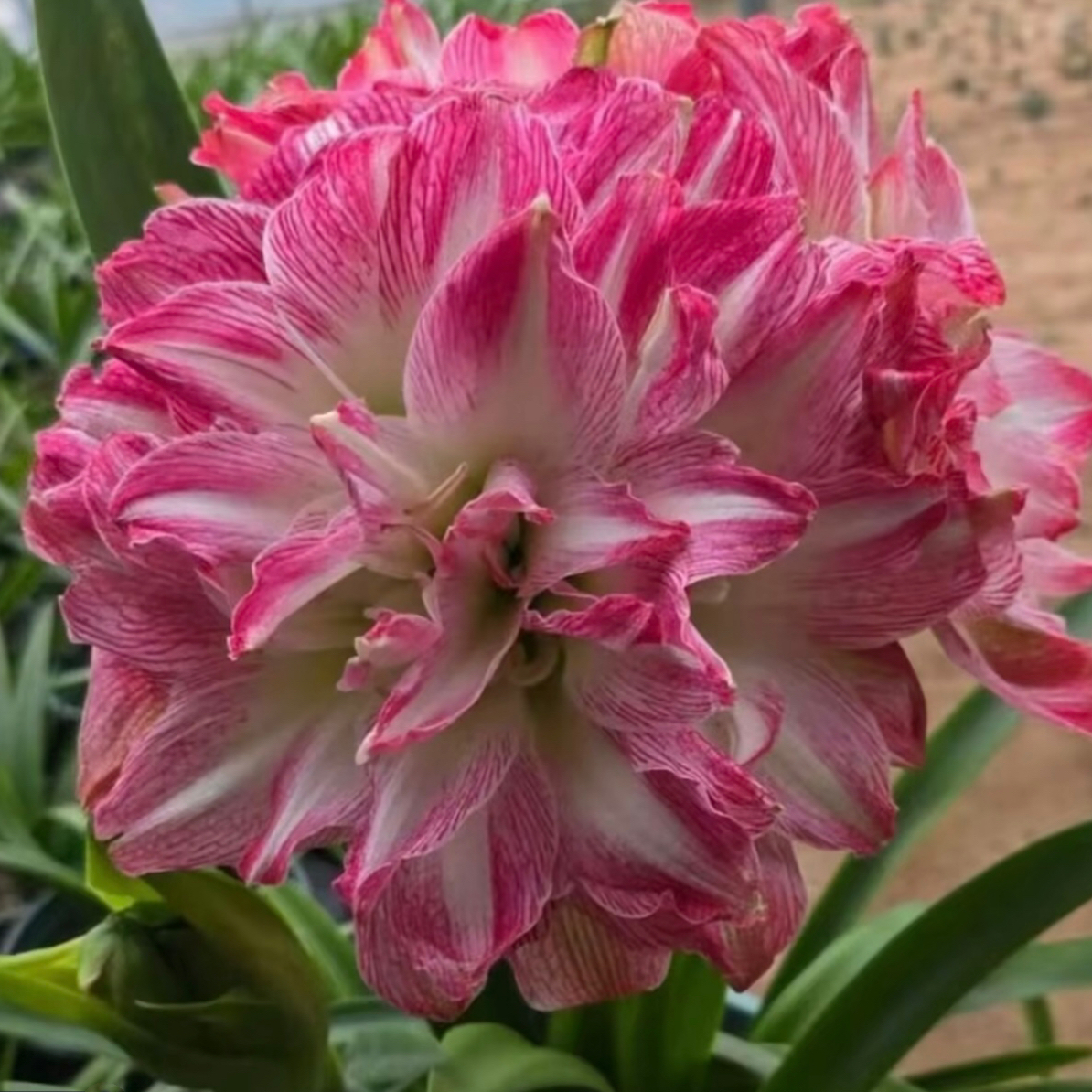 花王）朱顶红种球5-6厘米 包对版