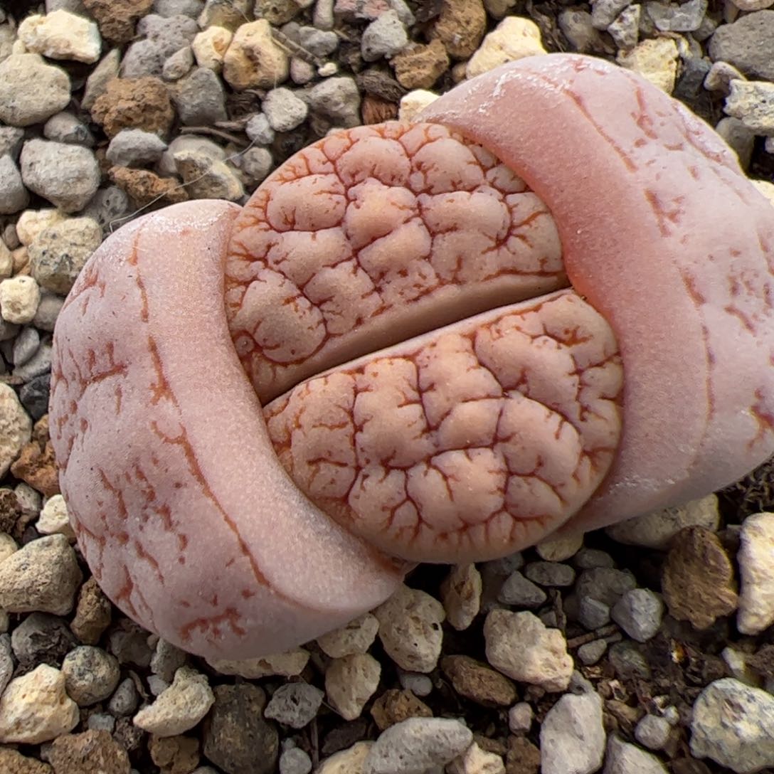 江**晚0836号Oz189多肉植物