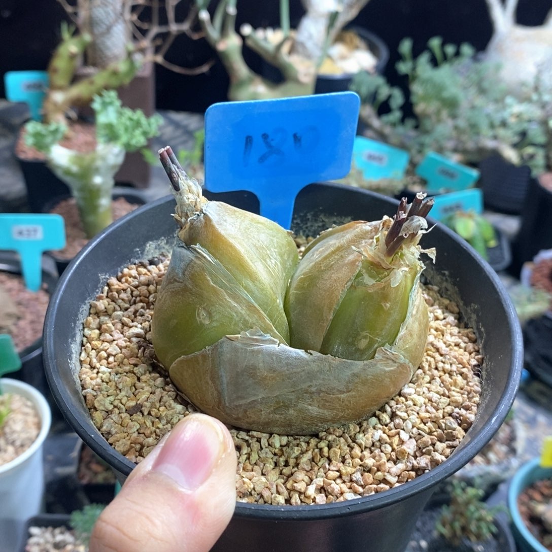 安哥拉苍角殿多肉植物