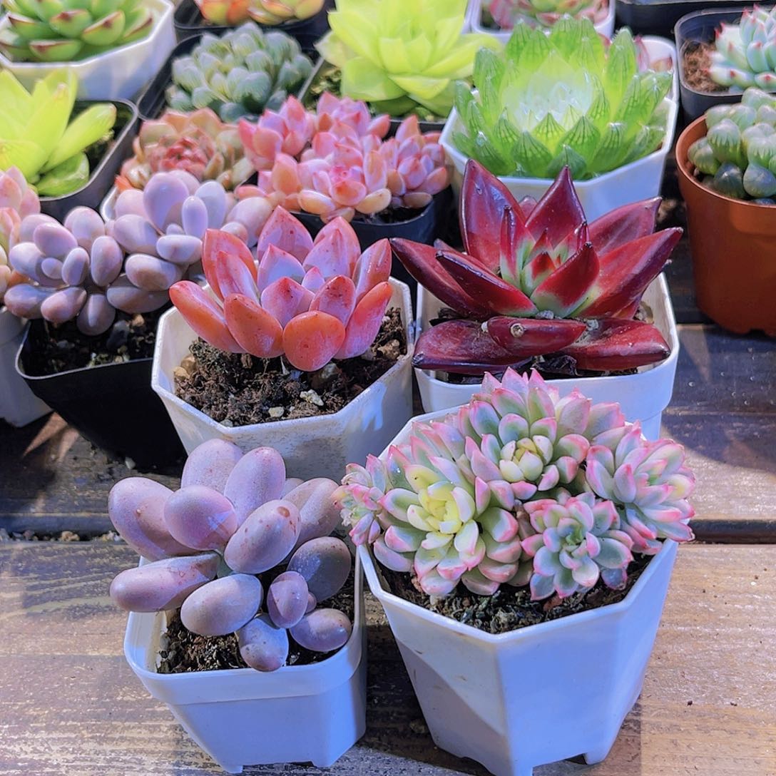 奥普。奶酪。女雏锦 罗卡