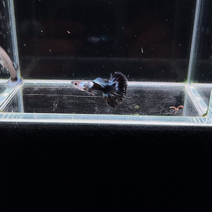 孔雀鱼艾尔银青花瓷