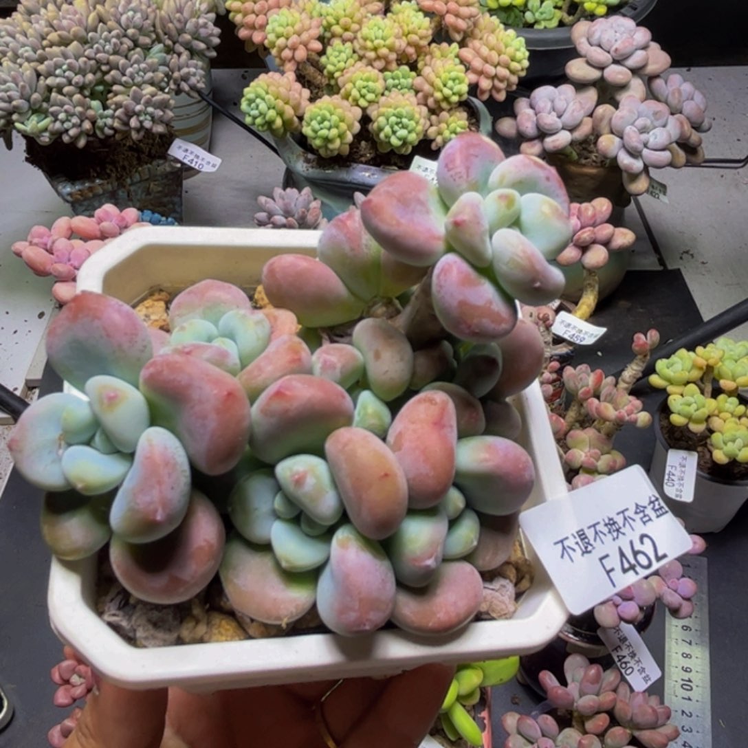 红洛神462:8cm多肉