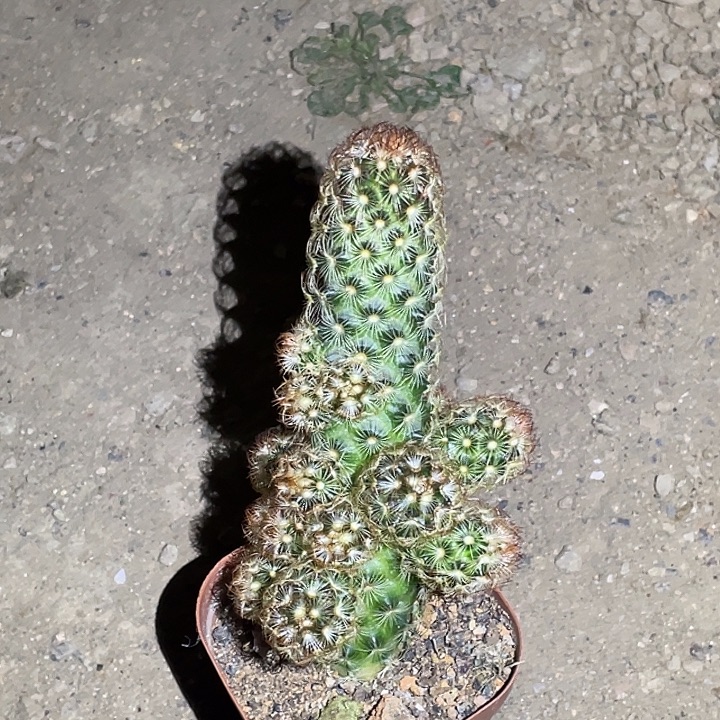 玉手指仙人球开花