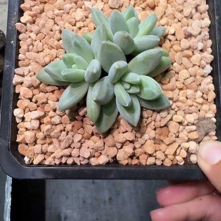 波光 3头  一物一拍