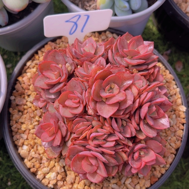 健健康康平平安安