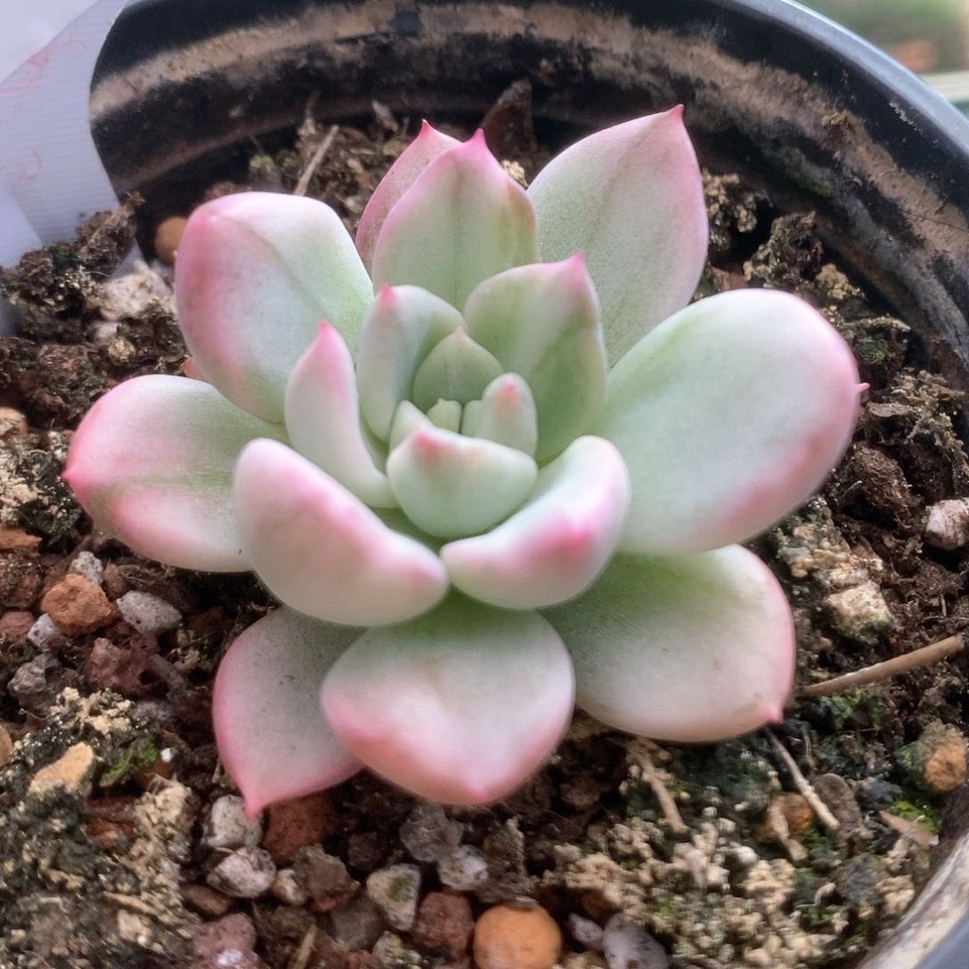 054鹰嘴红锦锦锦锦锦