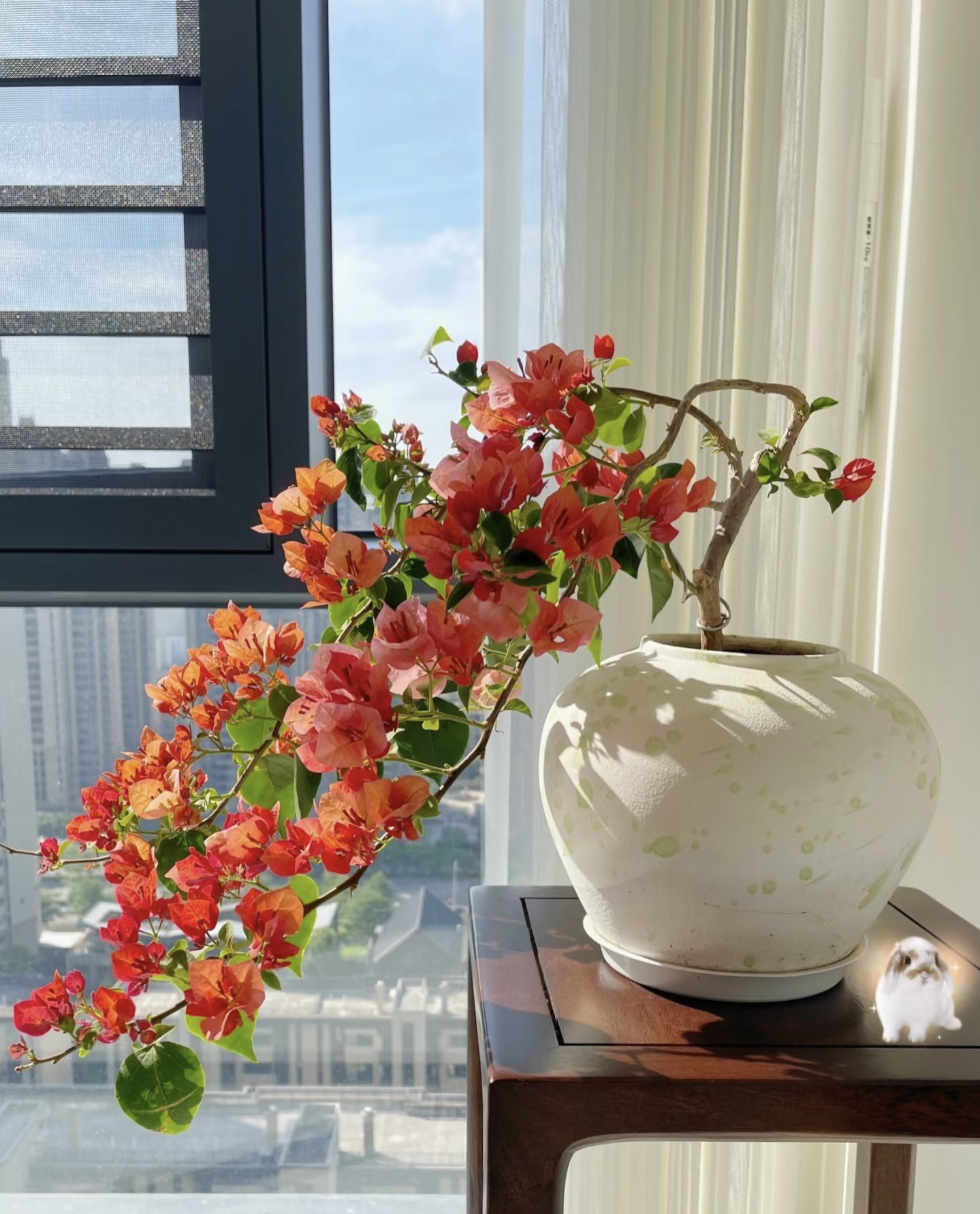 三角梅(不甜西瓜）发货带花客厅植物老桩四季开花室内阳台花卉