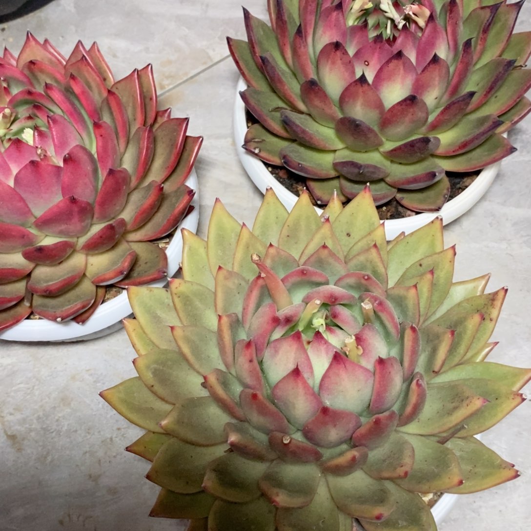 雪*福利特价3个凤凰打包