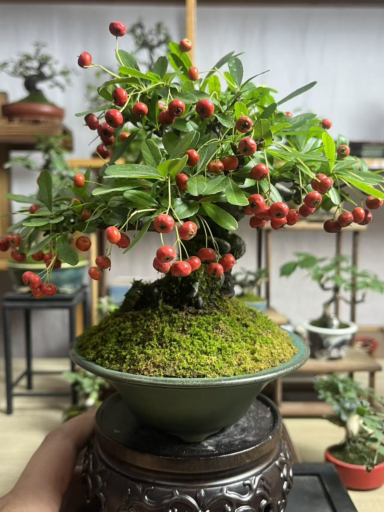 韩国火棘老桩（一季花三季果）