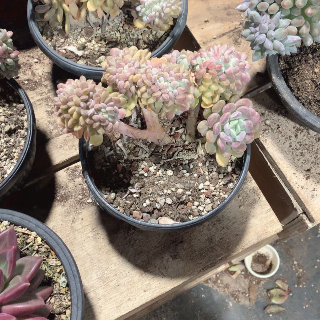 多肉植物冰桃缀48