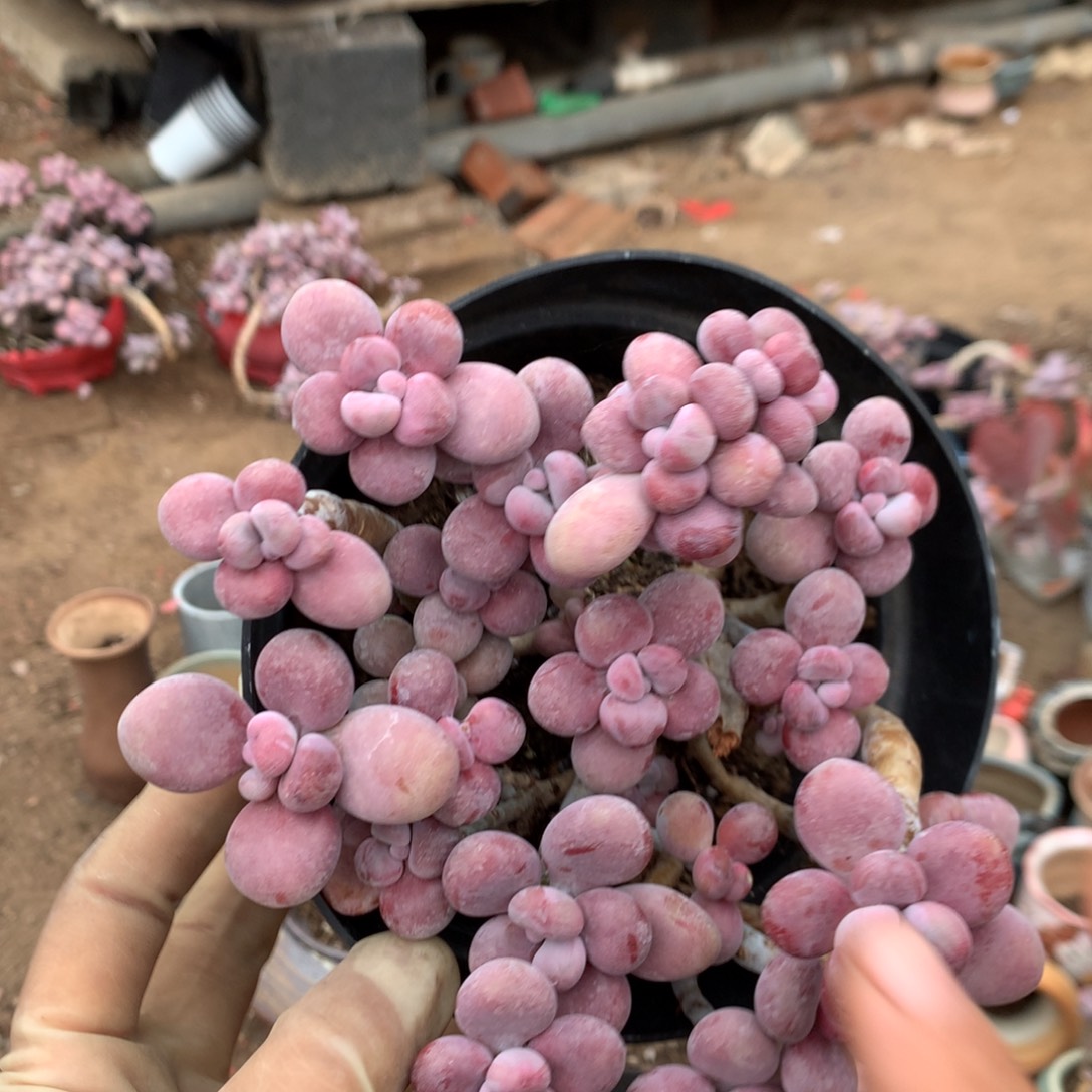 摆***烂桃蛋老桩有小瑕疵53号