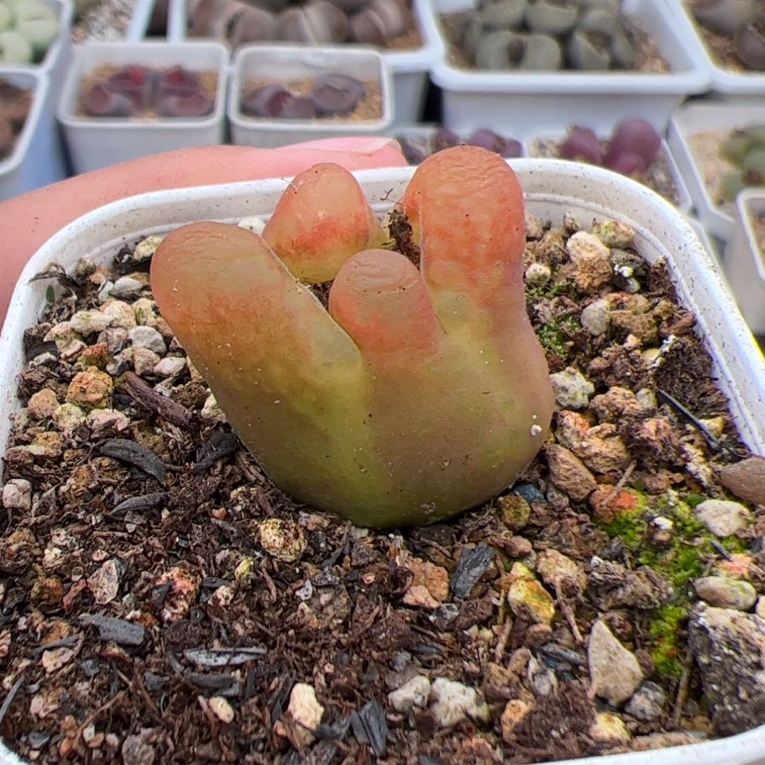 0241号毛 多肉植物