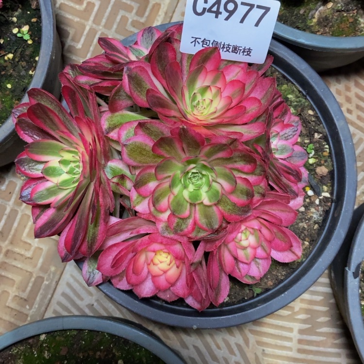 【闪购商品】2****04977荔枝多肉