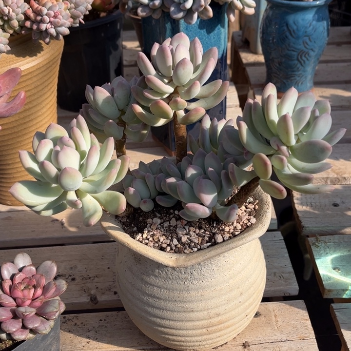 三日月美人多肉植物9 7 9