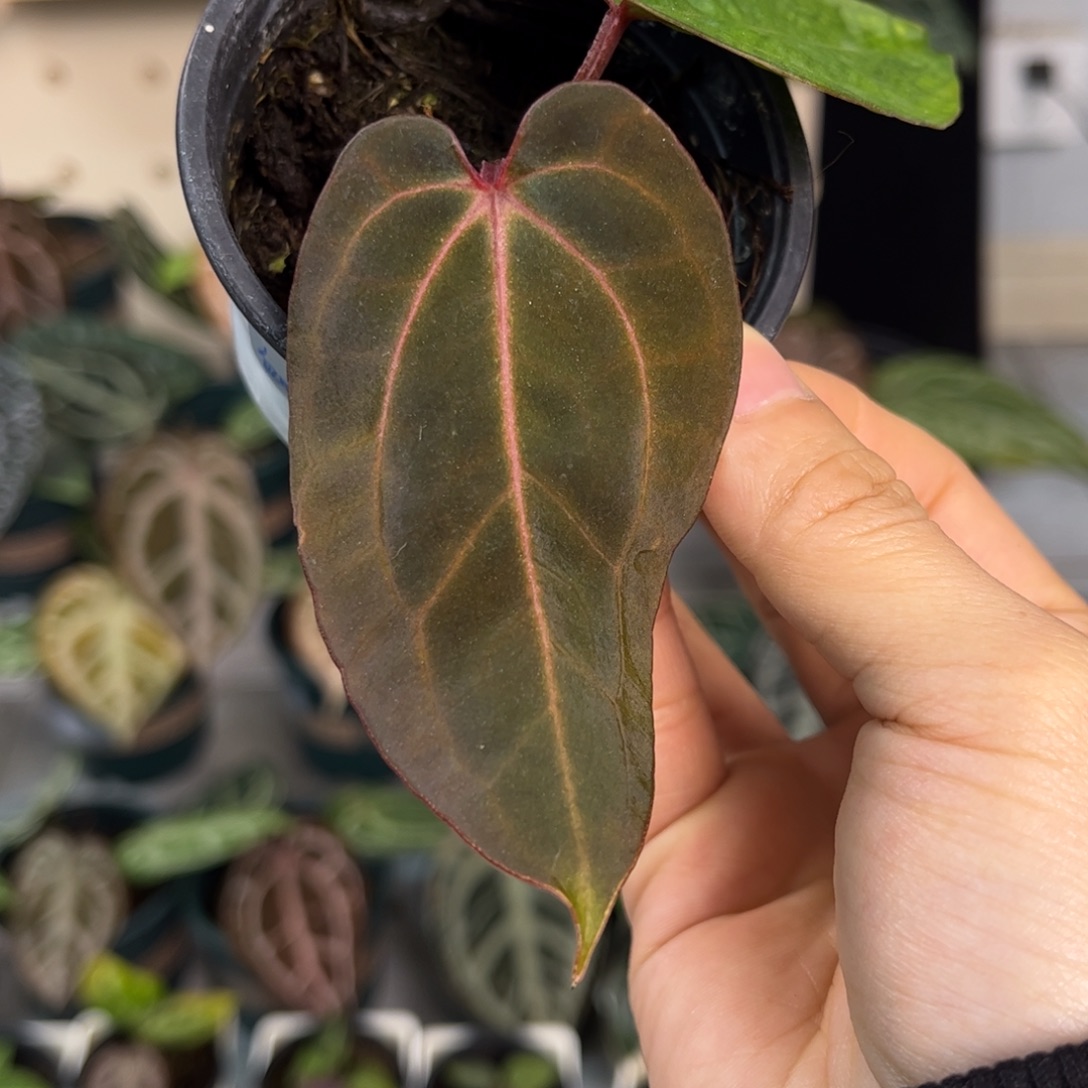 无花朵030 红脉无名杂黑桃