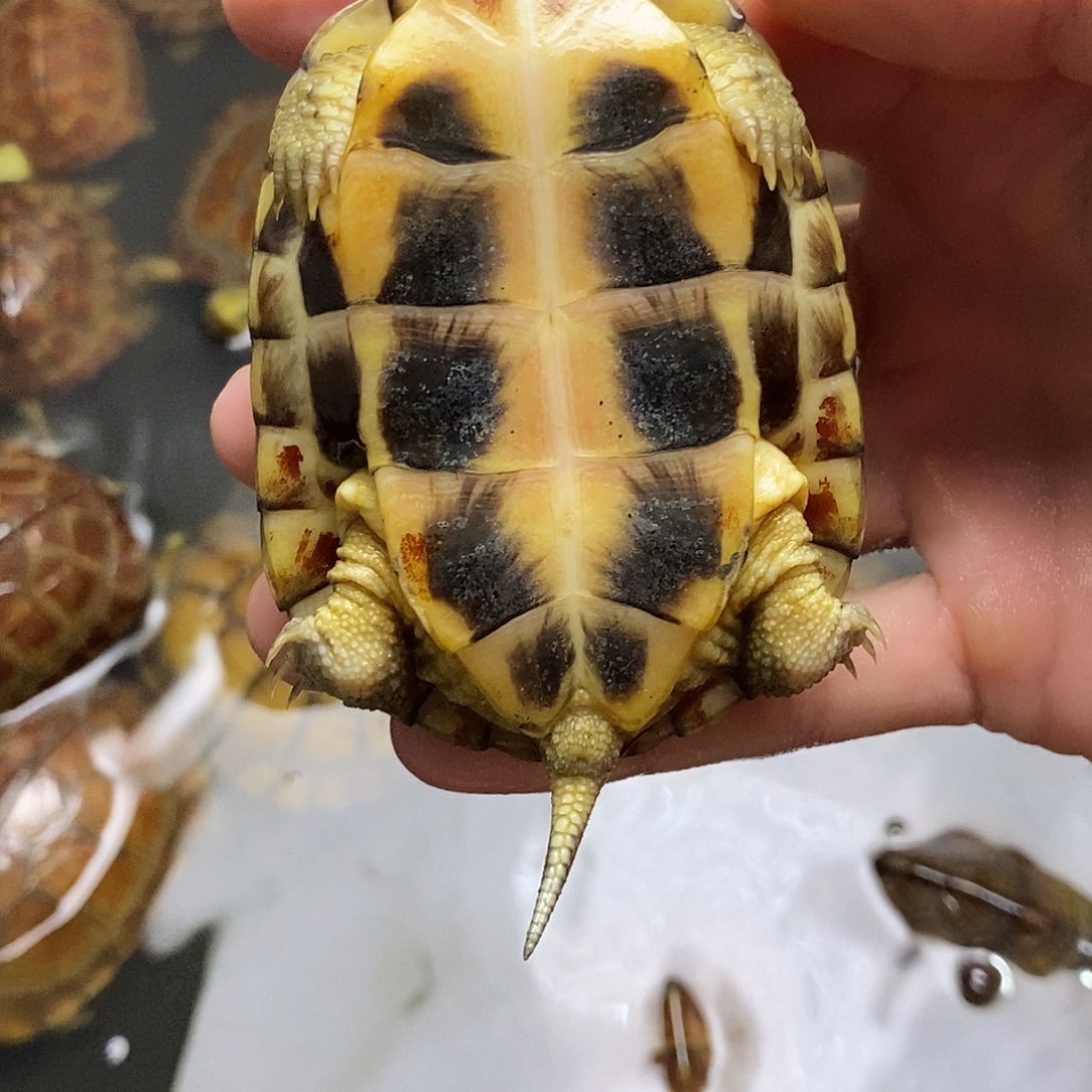 母绿毛龟菠**?111111